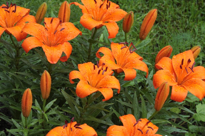 Are Orange Lilies Poisonous